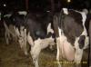 Holstein fríz és magyar tarka tehén eladó