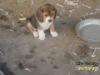 Eladó, ingyen elvihető Kutya hirdetések Fajta: Beagle