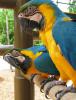 Aranyos és imádnivaló kék és arany ara papagáj eladó